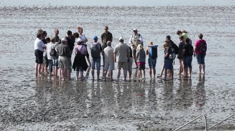 Trip in the mudflat of the North Sea Stock Footage 61829500