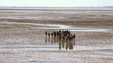 Trip in the mudflat of the North Sea Stock Footage 61830505
