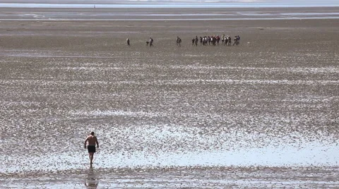Trip in the mudflat of the North Sea Stock Footage 61830889