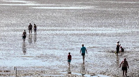 Trip in the mudflat of the North Sea Stock Footage 61831909