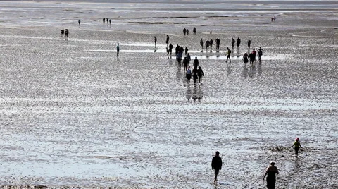 Trip in the mudflat of the North Sea Stock Footage 61833769