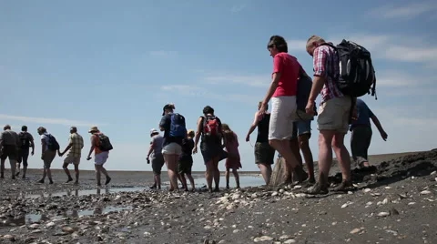 Trip in the mudflat of the North Sea Stock Footage 61834279