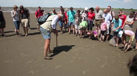 Trip in the mudflat of the North Sea Stock Footage 61836014