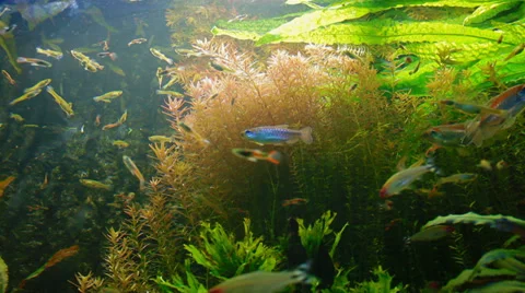 Trip to the oceanarium Stock Footage 36621689