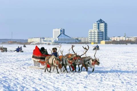 Trip on reindeers Fotos Stock
