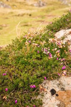 Trip to .Scotland Foto stock