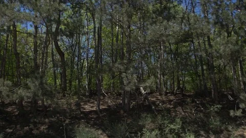 A trip through the forest Stock Footage 91402397