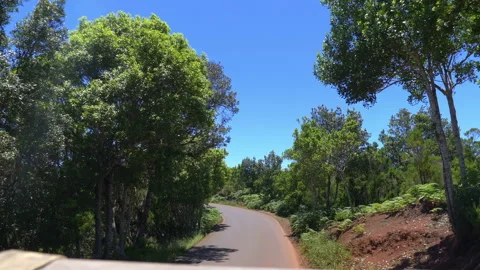 Trip through forest in La Gomera in 4k Stock Footage 98896123