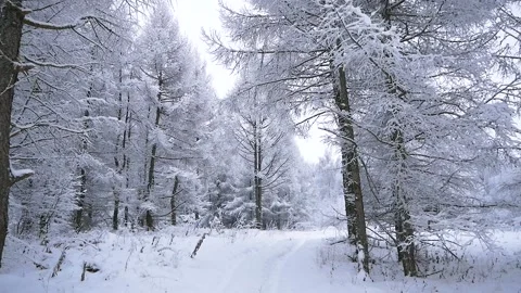 Trip through the snowy forest Stock Footage 100259296