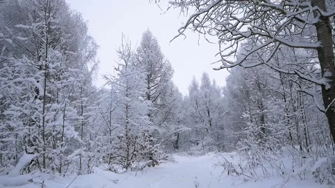 Trip through the snowy forest Stock Footage 100259493