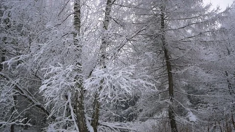 Trip through the snowy forest Stock Footage 100259623