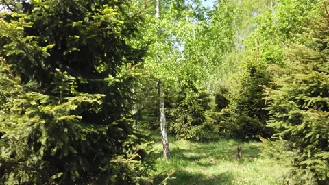 A trip through the woods. Side view of the fleeing trees Video stock 154360979