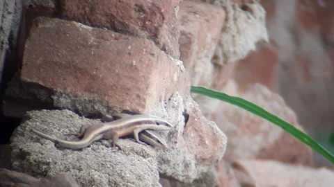 TRIPED SKINK LIZARD Stock Footage 271523659
