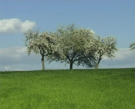 Triple blossomy trees Video stock 312283