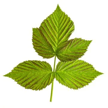 Triple green raspberry leaf isolated on a white background Stock Photos