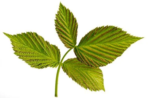 Triple green raspberry leaf isolated on a white background Foto stock