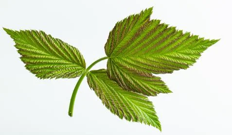 Triple green raspberry leaf isolated on a white background Stock Photos