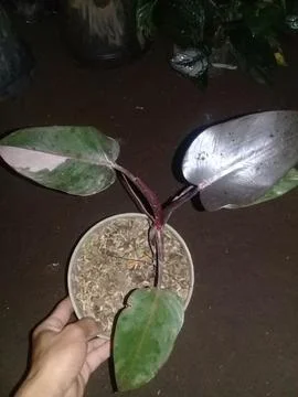 Triple Plants Stock Photos