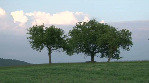Triple tree Stock-Footage 399368