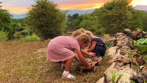Triplet Sisters Playing With Turtles Vidéo 252421665