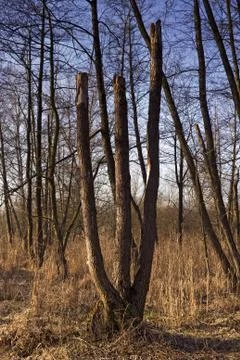 Triplets Stock Photos