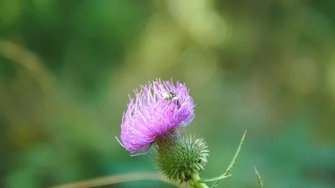 Tripod: flower for bee Stock-Footage 94404882