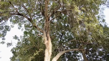 Tripod pan upward shot of a tree Stock Footage 85734577