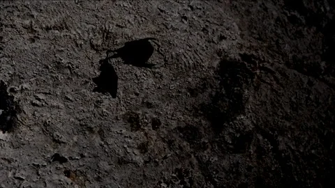 Tripod shot of a bat hanging in the cave of Goa Giri Putri temple. Nusa Penida. Video stock 285994575