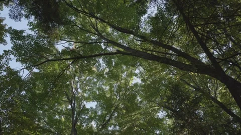 Tripod shot with canopy of green maple trees during the early fall 库存影片 294467225