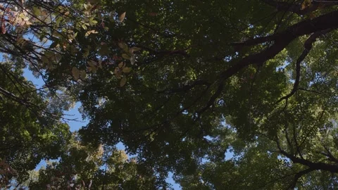 Tripod shot of a forest canopy during the early fall in Quebec, Canada Vídeo Stock 289352927