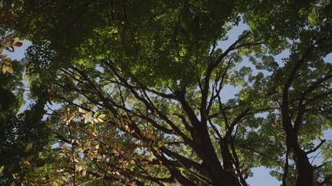 Tripod shot of a forest canopy during the early fall in Quebec, Canada Vídeo Stock 289353249