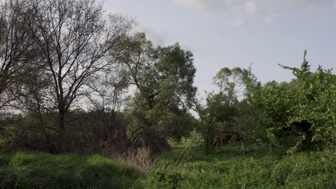 Tripod shot overlooking the meadow. Stock Footage 113655783