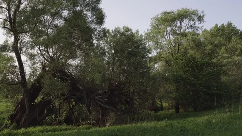 Tripod shot trees. Stock Footage 113658831
