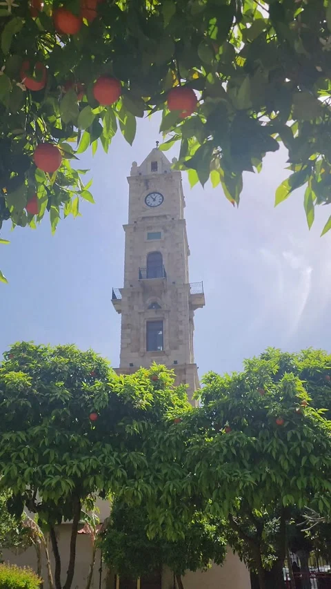 Tripoli Clock Tower framed by trees with oranges Stock-Footage 314313929