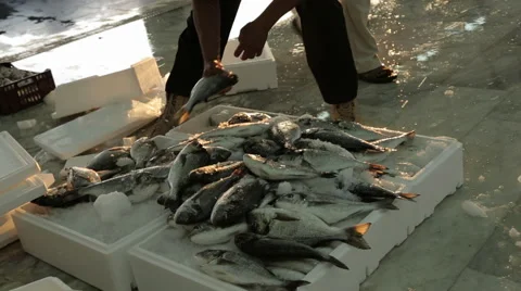 Tripoli Fish market, Libya Stock Footage 48078036