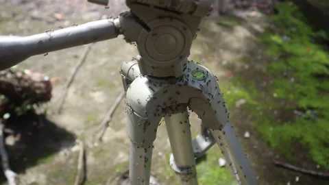 Triport is surrounded by black ants. Stock Footage 220237386