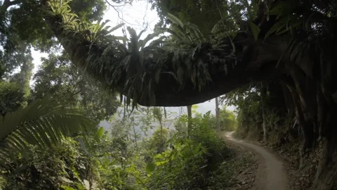 Trippy Jungle Tree Arching Over Overgrown Path Stock Footage 302956504
