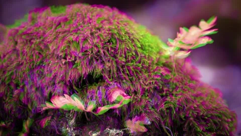 Trippy Lush Forest Undergrowth Psychedelic Moss and Ferns Stock-Footage 304280645