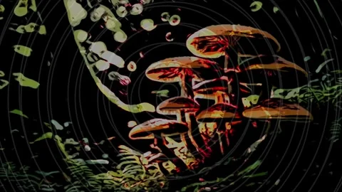 Trippy Mushrooms Stock Footage 303430024