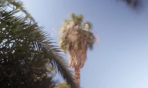 Trippy palm tree in the wind 4k Stockbeeldmateriaal 86128788