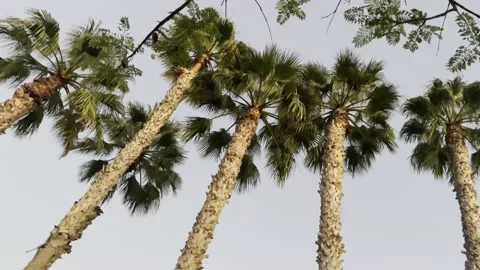 Trippy Palm Trees in the Twilight Stock Footage 209739824
