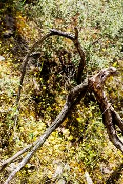 Trippy tree ozora macro background fine art in high quality prints products 5 스톡 사진