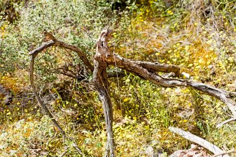 Trippy tree ozora macro background fine art in high quality prints products 5 스톡 사진