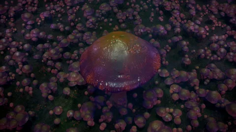 Trippy visuals for magic mushroom trip. A visual experience in order of nature Stock Footage