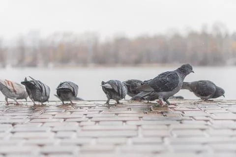 A triptych photograph capturing a dynamic scene of pigeons on a wet surface,  Stock Photos