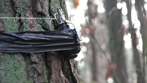 Tripwire, Booby or Grenade Trap in the forest waiting for enemies Stock Footage 239764058