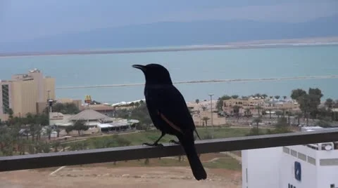 Tristram's Starling 스톡 동영상 21251750