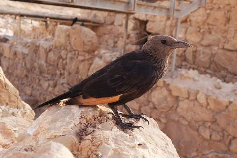Tristrams starling posing for the camera Foto stock