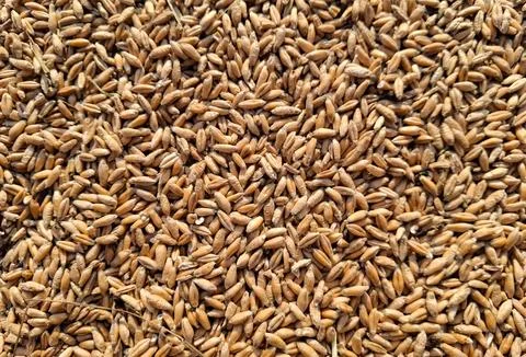 Triticale grain texture. Triticale background Stock Photos