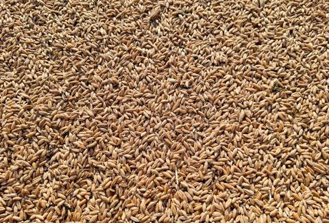 Triticale grain texture. Triticale background Stockfoto's